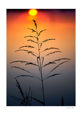 silhouette of grass at sunset