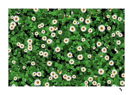 Daisies Clovers Lawn Digital Drawing Background