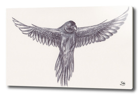 Ballpen Bird Drawing 10