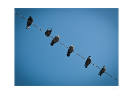 Birds On Wire