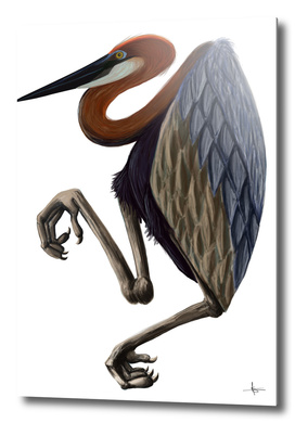 Heron goliath bird