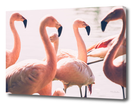 Pink Flamingo Flock