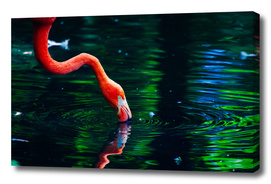 Flamingo By Lake