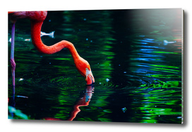 Flamingo By Lake