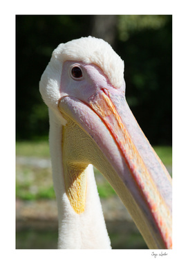 Funny pelican head close up