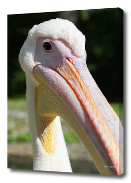 Funny pelican head close up