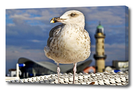Magic Seagull on the Baltic Sea