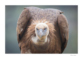 Griffon Vulture #2