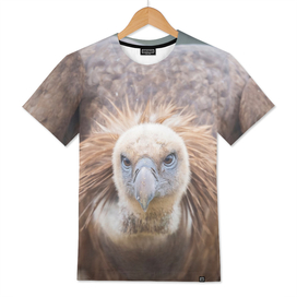 Griffon Vulture #2