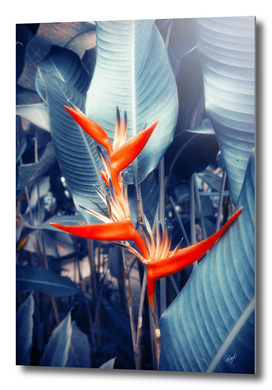 Tropical Parakeet Flower