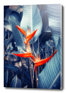 Tropical Parakeet Flower