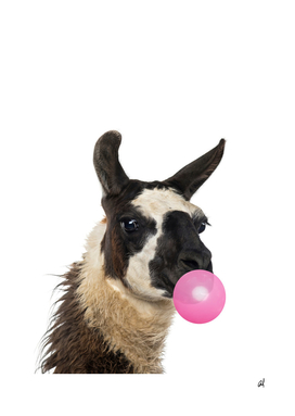 llama with bubble gum