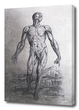Renaissance Anatomic Pannel p210