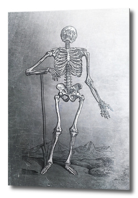 Renaissance Anatomic Pannel p203