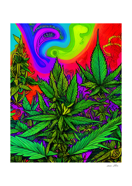 Psychedelic cannabis land