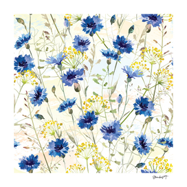 Blue Field Cornflowers