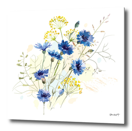 Blue Field Cornflowers