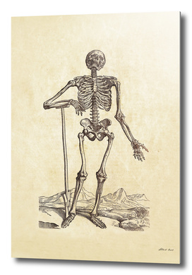 Renaissance anatomic pannel 203
