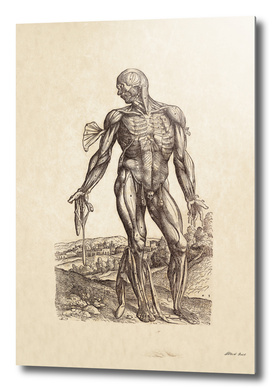 Renaissance anatomic pannel 221