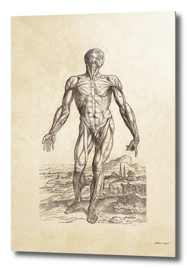 Renaissance anatomic pannel 210