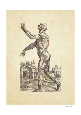 Renaissance anatomic pannel 214