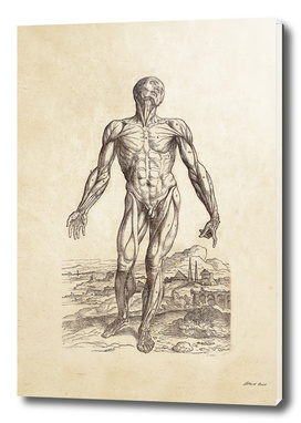 Renaissance anatomic pannel 210