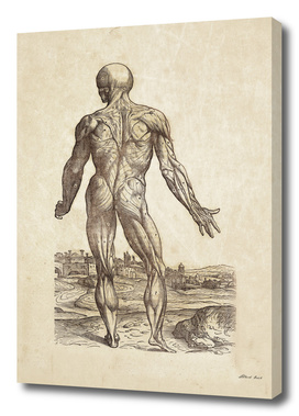 Renaissance anatomic pannel 234