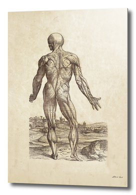Renaissance anatomic pannel 234