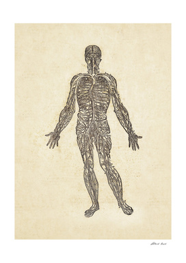 Renaissance anatomic pannel 450