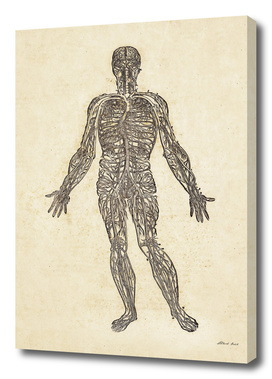 Renaissance anatomic pannel 450
