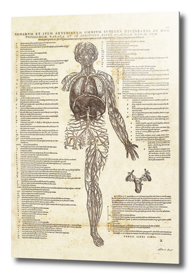 Renaissance anatomic pannel 505