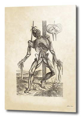 Renaissance anatomic pannel 230