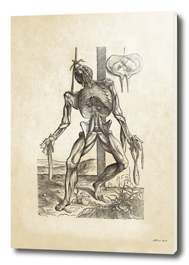 Renaissance anatomic pannel 230
