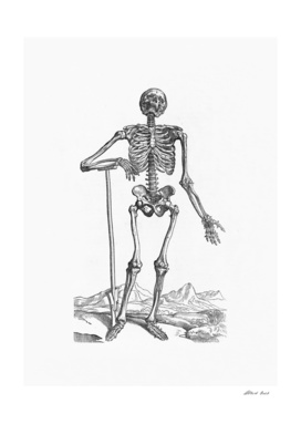 Renaissance anatomic pannel bw 203