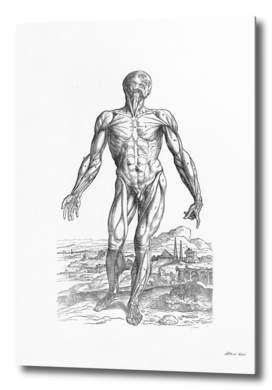 Renaissance anatomic pannel bw 210