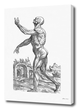 Renaissance anatomic pannel bw 214