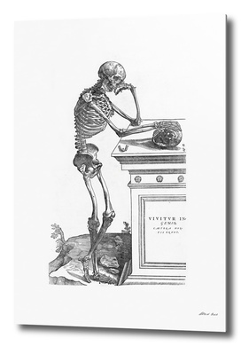 Renaissance anatomic pannel bw 204