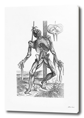 Renaissance anatomic pannel bw 230