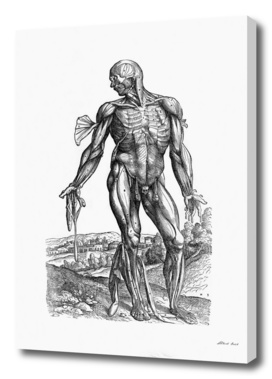 Renaissance anatomic pannel bw 221