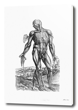Renaissance anatomic pannel bw 221