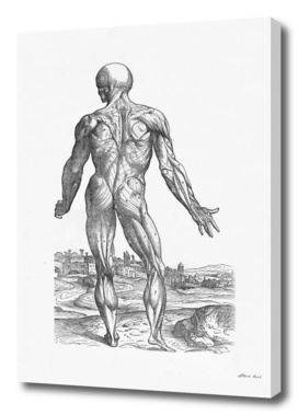 Renaissance anatomic pannel bw 234