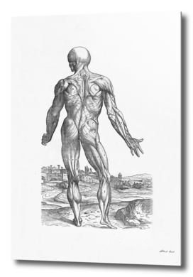 Renaissance anatomic pannel bw 234