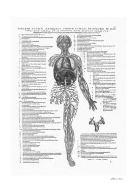 Renaissance anatomic pannel bw 505