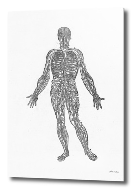 Renaissance anatomic pannel bw 450