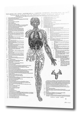 Renaissance anatomic pannel bw 505