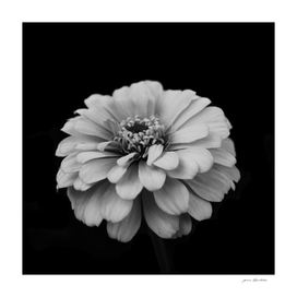 Beautiful black and white zinnia flower portrait