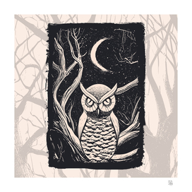 Owl and Owls