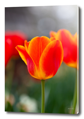 Bright & Happy Tulip
