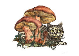 Mushroom and Cat