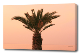 Izola, Slovenia - palm tree on the promenade at sunset